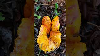 Lobster Mushroom in Kettle Lakes Park