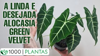 Alocasia micholitziana 'Frydek' - Alocasia Veludo Verde - 24 de 1000 PLANTAS - como cultivar