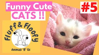 Cat THROWS up EATING Broccoli & Cat WINKS at the camera & VERY FAT cat & more! #shorts