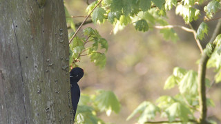 Schwarzspecht mit Trommelwirbel _ Müritz Nationalpark in Speck _ black woodpecker #Vogelbeobachtung