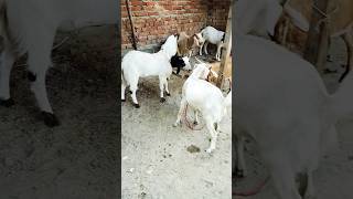 bakra #shorts #viral #bakra #bakridmubarak #goat #animals