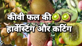 harvesting and cutting of kiwi fruit 🥝🥝 #seasonalfruit #harvesting #farming  @gardening_lover7469