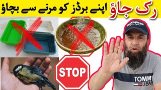 Birds Health Issue | Expensive Feed | Birds Maintenance | Problems solved | Khan Birds Collection