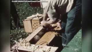 A 65 year old video of parachuting beavers has been discovered