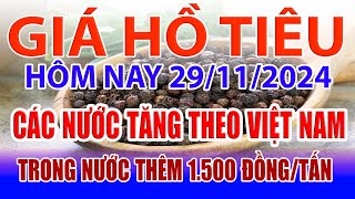 Giá tiêu hôm nay 29/11: các nước tăng theo Việt Nam, trong nước thêm 1.500 đồng/tấn