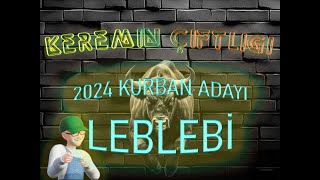 Keremin Çiftliği 2024 Kurbanlık Büyükbaş Leblebi - SATILDI