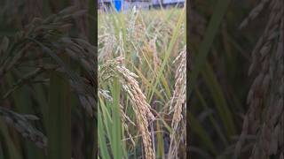 Beautiful Rice Field