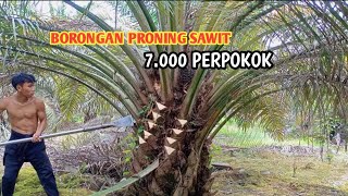 Borongan proning sawit 7.000 cuma setengah hari cair 800 ribut.