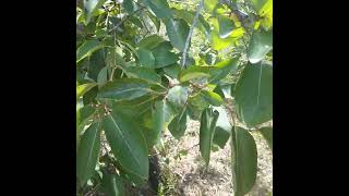 Wild Persimmons