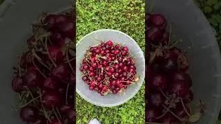 #shorts #harvest #home #garden #fruit #cherry #fun