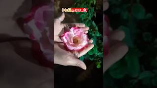 Flower #shorts #short #youtubeshorts #shortsvideo #subscribe #viralshort #instagram #trending #reels