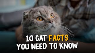 10 Cat Facts You Need To Know