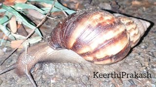 glimpse of rainy season | night time in monsoons | 🐌 snail close enough