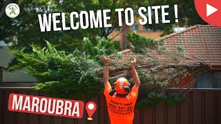 Welcome to Site - Maroubra - Shanes Trees