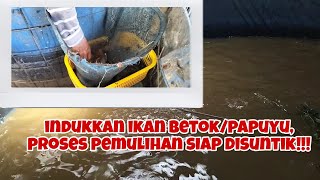 PROSES PENYELEKSIAN IKAN BETOK/PAPUYU, SIAP DISUNTIK DAN DIPIJAHKAN!!!