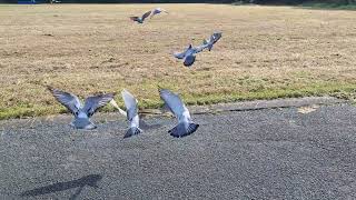 Young birds , training,  16 miles