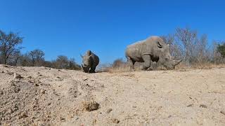 Up close and personal with some white rhinos.