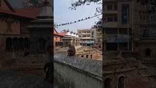 Monkey Gang Roaming around Pashupatinath Temple