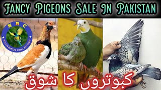 Kabootar Ka Shoq | Fancy Pigeon Sale In Pakistan | Birds Group Discussion