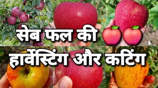 harvesting and cutting of apple fruits 🍎🍎 #seasonal #fruitharvest #cutting  @gardening_lover7469