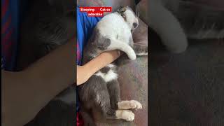 Sleeping 💤 Cat 🐱 So Adorable #shortvideo