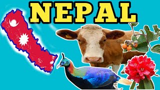 Nepal national animal, bird, flower and fruit | nepal national animal | nepal national bird