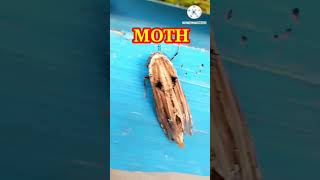 MOTH #shorts #moth