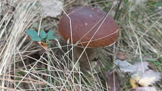 🧄🫒Balade aux champignons avec Newton 🍄 🌰