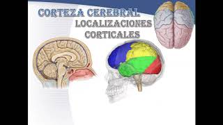 CORTEZA CEREBRAL GRUPO K2 PARTE 1