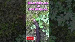 Black Millipede vs Red Millipede#millipede .