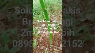 ready stok pohon solobium Pakis Brazil tinggi 2meter lebih