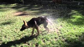 Slow Motion German Shepherd Puppy Shaking Water