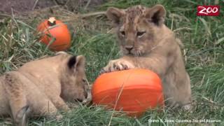 Watch this hyperlapse video of lion cubs playing with pumpkins!