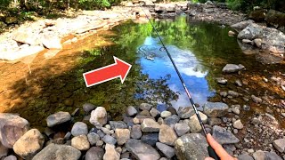 This Dry RIVER Had Gorgeous Fish Living in it!