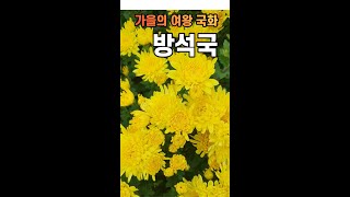 가을의 여왕 국화 - 방석국 #shorts