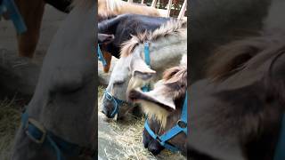 Keledai  makan bersama  lahap banget#shorts #shortvideo #animals #short