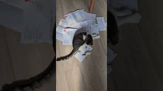 Pay the bills #rap #hiphop #music #cat #funny