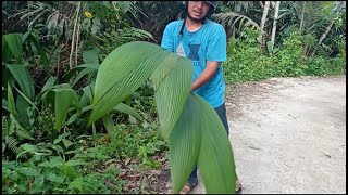 Pembungkus Sebelum ada kertas (Bulung ni Sikkut)