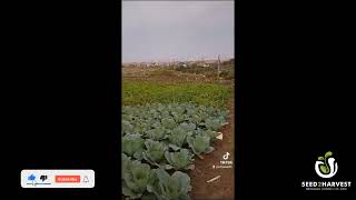 A testimonial of a farmer using ibatech and Bioboost in his vegetable  and selling to retail stores.