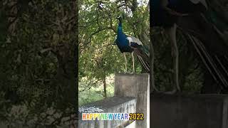 Happy New year 2022 new WhatsApp status #peacock