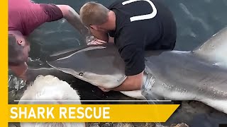 Rescuing sharks in the wild and giving them a second chance at life | Animal rescue compilation