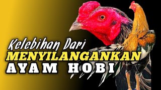 Menghasilkan Ayam Hobi Yang Lebih Bagus & Sempurna Dengan Cara Di Silangkan