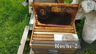 Abeilles : les 4 survivantes - visite de printemps