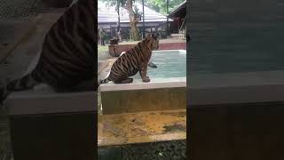 Tiger king T—RAB Thailand