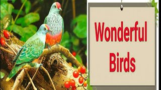 Super Birds | Birds| General World ||🐦🐤