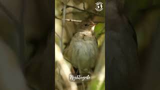 Wonderful Bird Chirping | Stress Relief | Bird Sounds | Relaxing Sounds | Nightingale