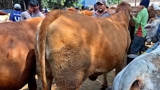 14500‼️DORO SUPER JUMBO HARGA EKONOMIS || Pasar Sapi Tuban