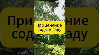 Применение соды в саду и огороде!  #дача #овощи #огород #рецепт