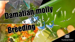 Dalmatian molly breeding very eazy//#Dalmatian_molly in my farm//Malayalam