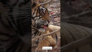 #Tiger #Panting in #summer heat #shorts #nature #wildlife #travel #india #explore